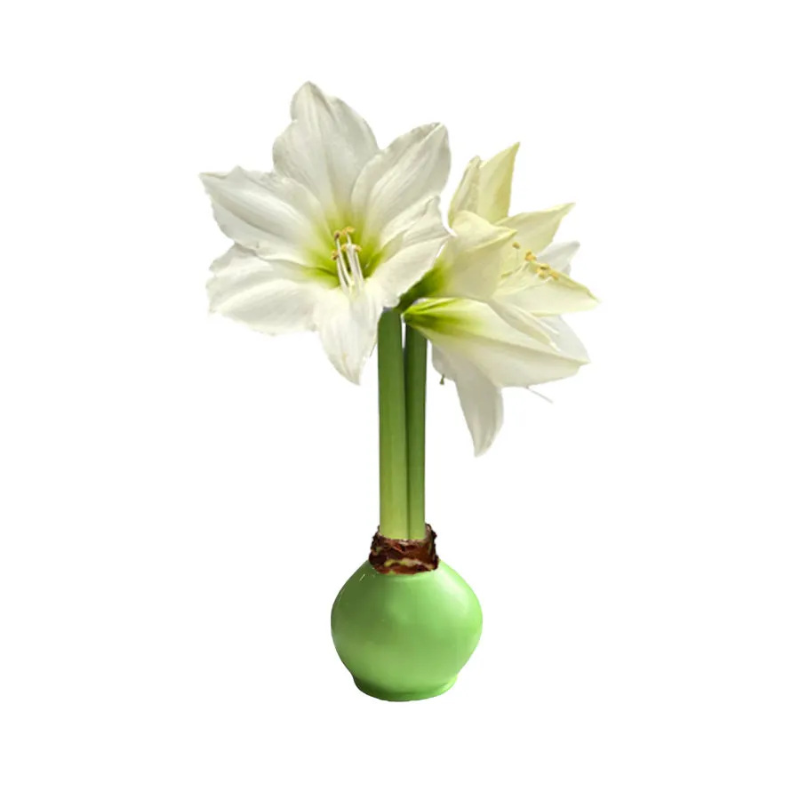 Spring Waxed Amaryllis Bulb‎ with white blooms